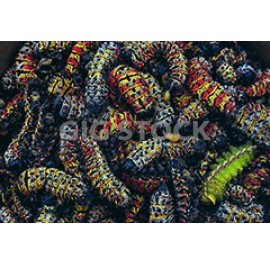 Reptiles 227